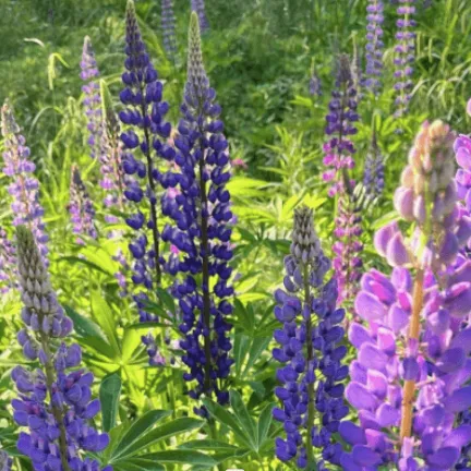 purple lupines wildflowers