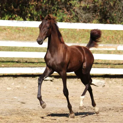 chestnut filly trotting with tail up 
