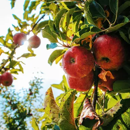 a cluster of apples in a tree