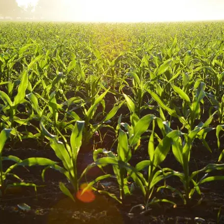 a corn field at dawn