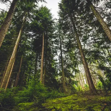 forest with lots of evergreen trees