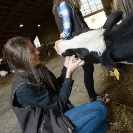 Student interacts with a cow