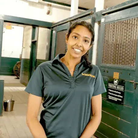Sangavi at the Morgan Horse Farm Stables