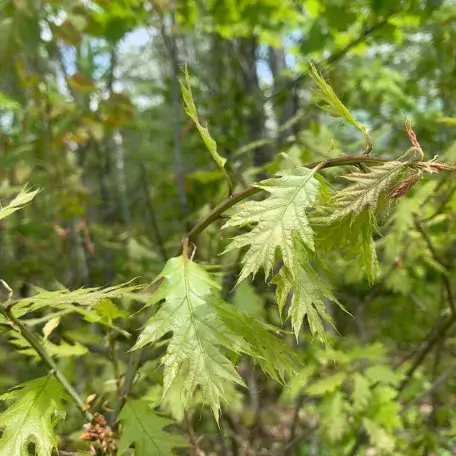 Link, closeup of green leaves on trees