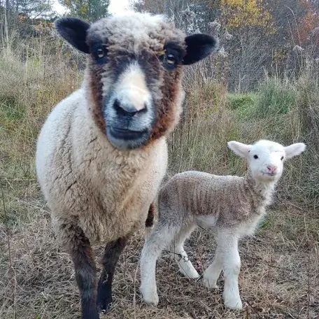two sheep in a field looking at the camera