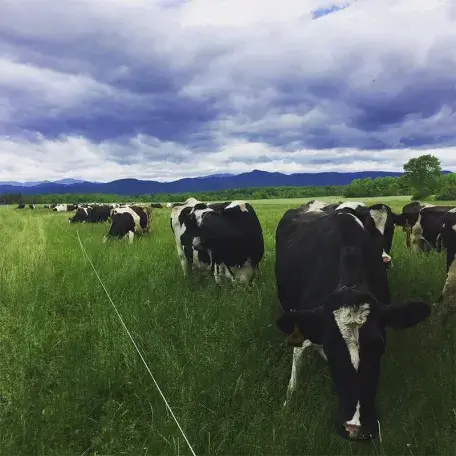 a group of black and white cows grazing in a green field under cloudy skies