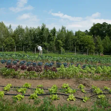 Vegetables growing in rows