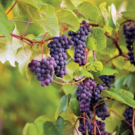Grapes