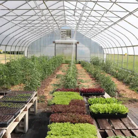 Vegetables growing in greenhouse