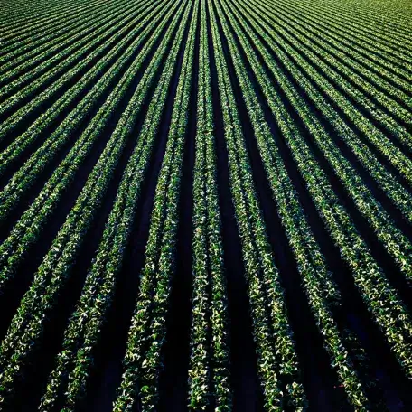 Link, crops in long straight rows