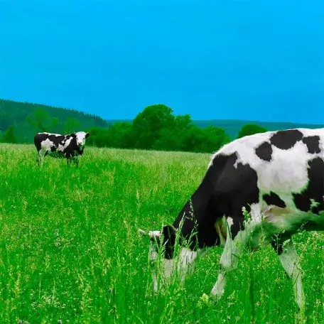 two cows grazing in a large field