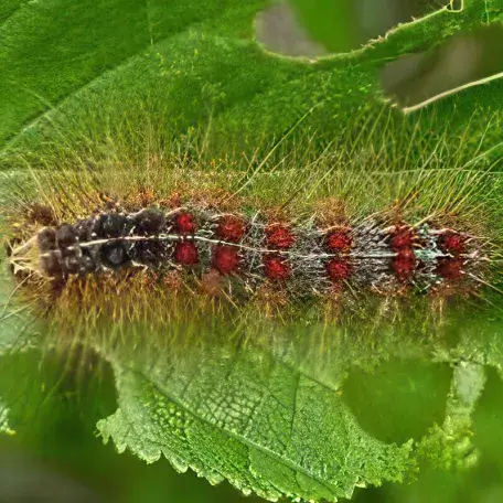Link, a spongy moth caterpillar feasting on a green leaf