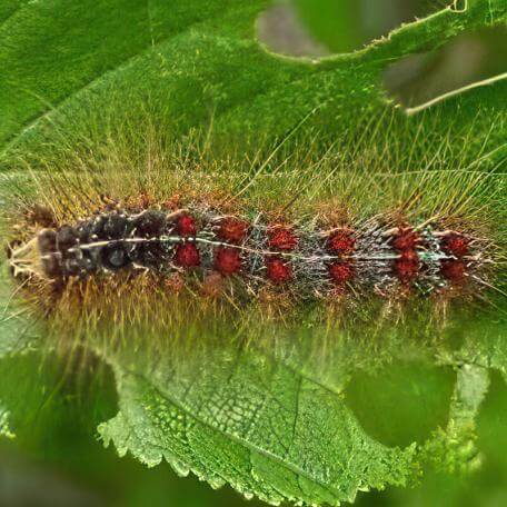 Link, a spongy moth caterpillar feasting on a green leaf