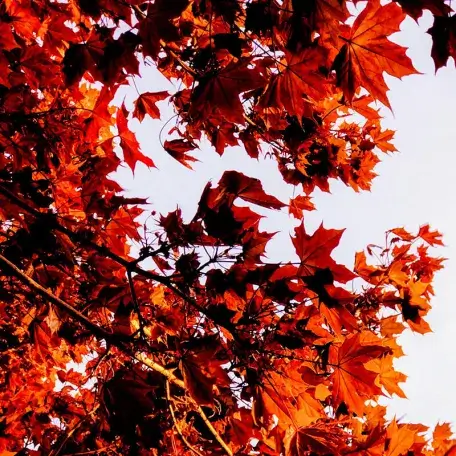 Link, a maple tree with red leaves