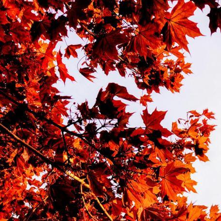 Link, a maple tree with red leaves