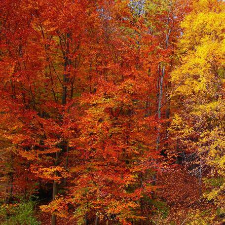 Link, a forest in autumn