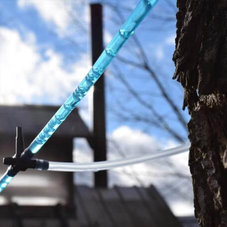 Link, a plastic tube collecting sap from a maple tree