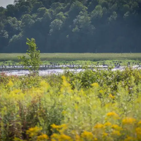 A wetland environment