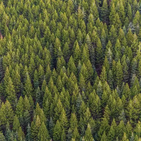 evergreen forest photographed from above
