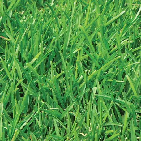 Link, close-up image of green grass