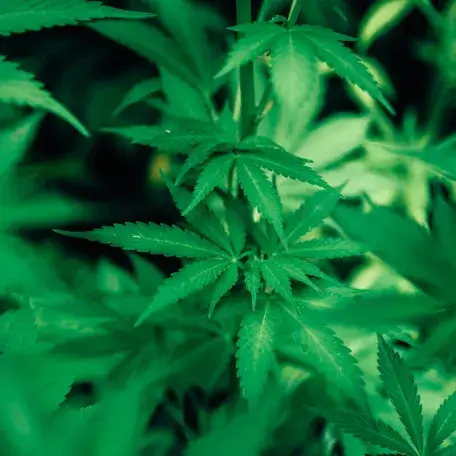 Link, hemp plant