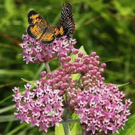 Link, milkweed in bloom with a butterfly on it