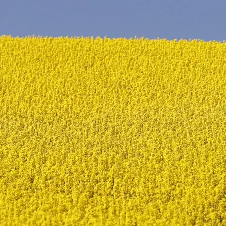 Link, a huge field of canola plants