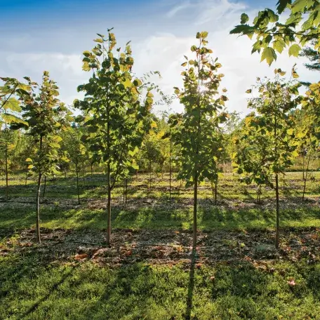 UVM Horticulture farm apple orchard  in summer