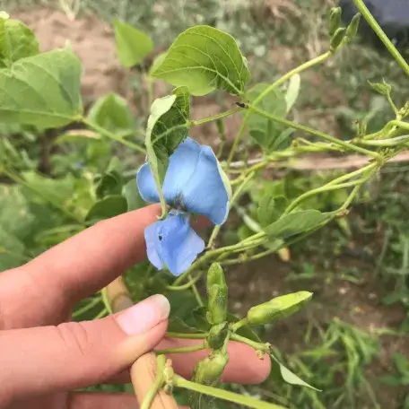 Pea with blue flower