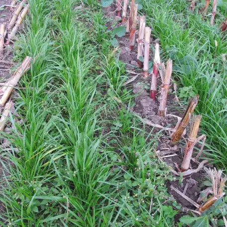 cover crops