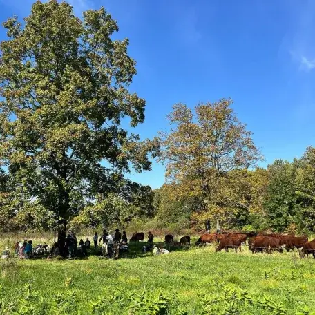 Grazing cows at Bread and Butter Farm