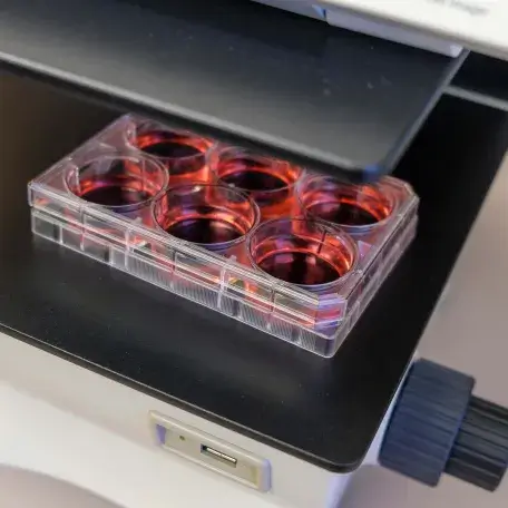 Cell culture plate links to Current Research Page