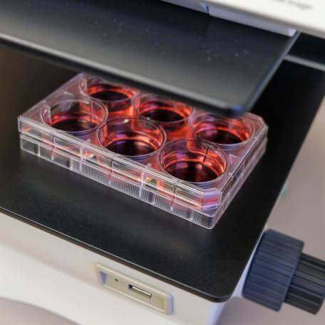 Cell culture plate links to Current Research Page