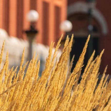 Grass