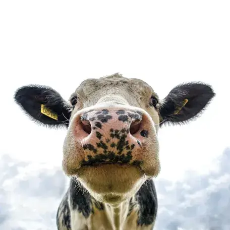 closeup of a cow looking down at the camera