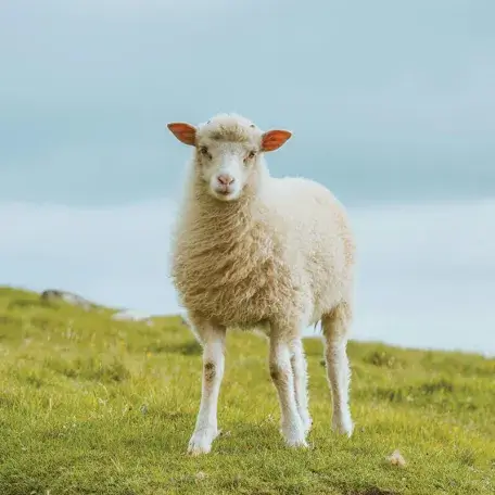 a sheep standing in a field looking at the camera