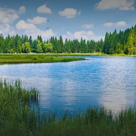 lake and trees and clear skies