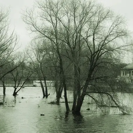a flooded field with trees