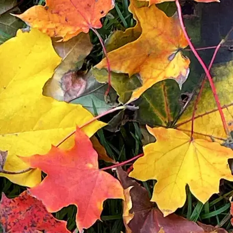 colorful maple leaves on the ground