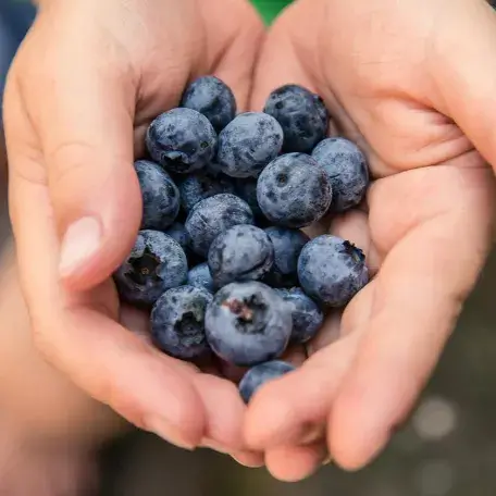 cupped hands holding a bunch of blueberries