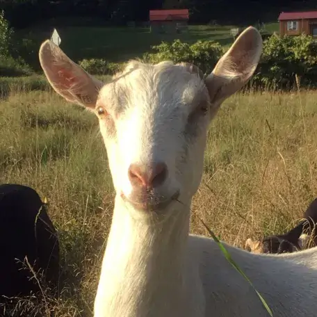 a goat looking at the camera
