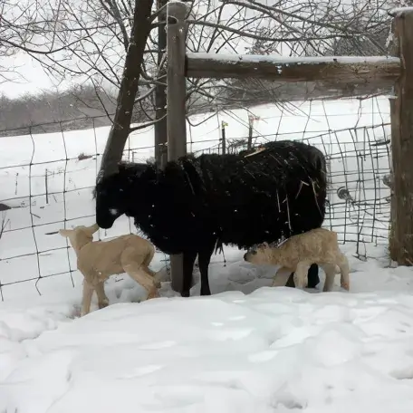 3 sheep in the snow next to a fence