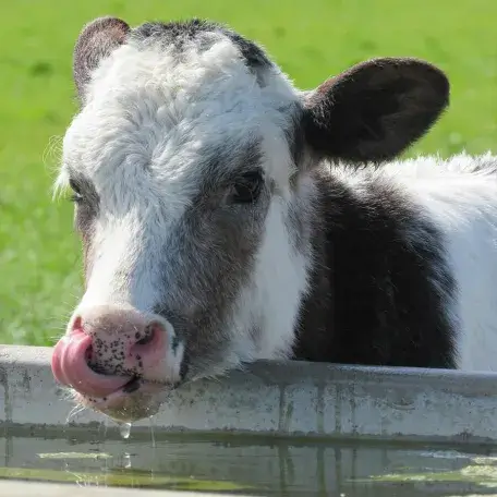 a cow drinking water