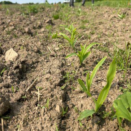 Corn emerging.