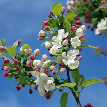 Branch of fruit tree in bloom with blue sky beyond