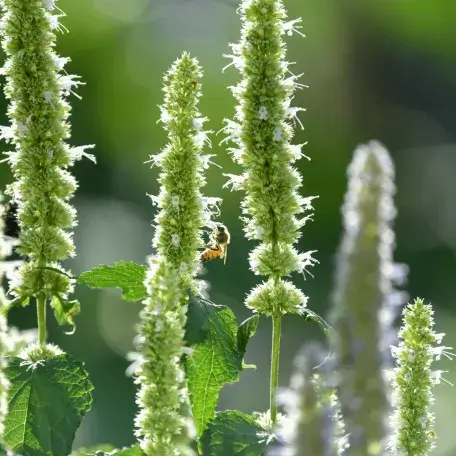 Bee on flower