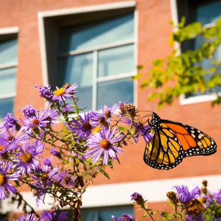 Monarch on aster in front of Jeffords Hall