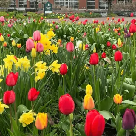 Spring bulbs blooming on the UVM Campus