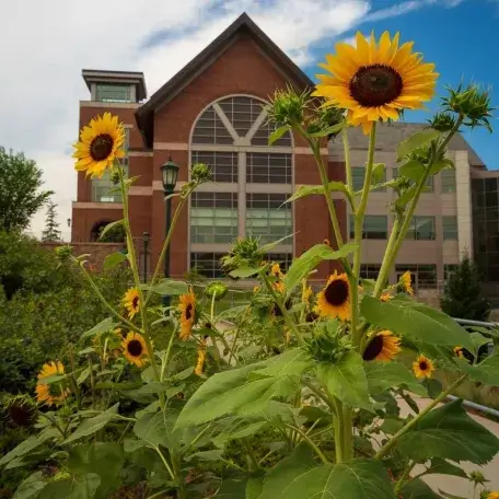 Davis Center with sun flowers 