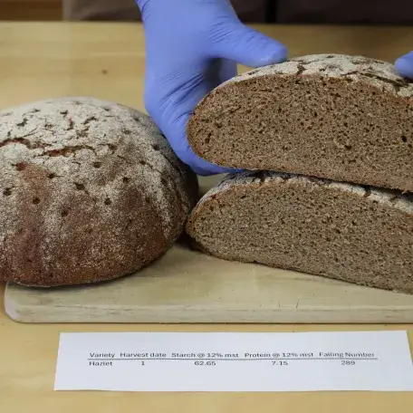 Rye Bread Loaves